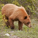 Cinnamon Bear Image