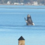 Humpback on Hood Canal